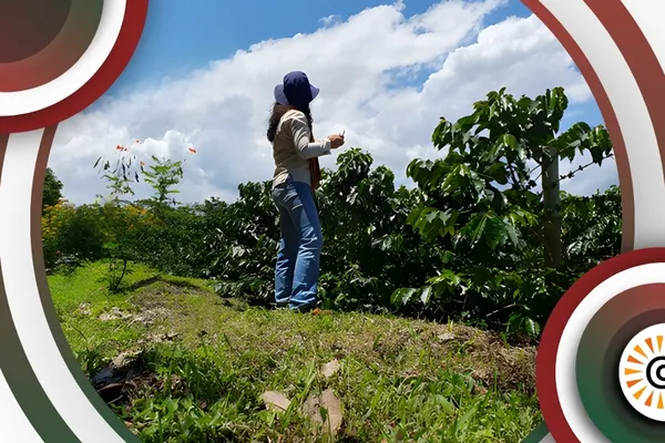 COMUNIDAD Project advances in field validation to strengthen risk management in coffee areas
