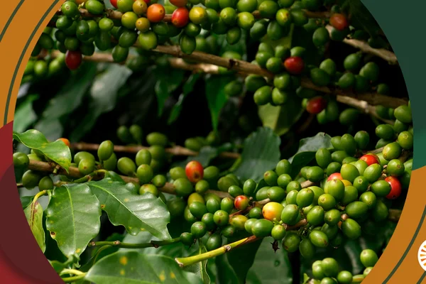 Launch of Phase 1: Colombia’s First Geospatial Cafetera Hackathon